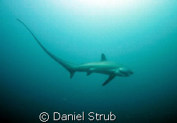 Alopias Vulpinus or pelagicus at Monad shoal, Malapascua ... by Daniel Strub 